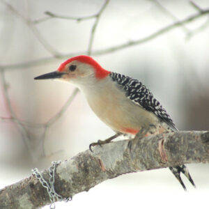 red-headed bird sits on tree branch