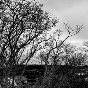 black and white photo of trees along shoreline