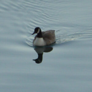 canada goose in calm water