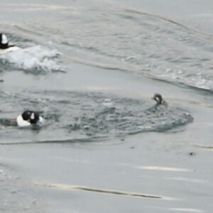 black and white ducks in water
