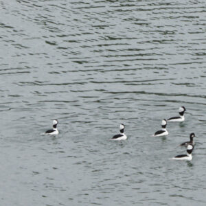 black and white ducks swim in water