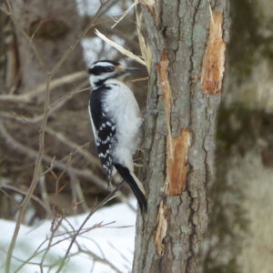 black and white woodpecker drills into tree
