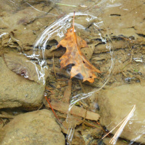 oak leaf frozen in ice
