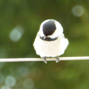 small black and white bird sits on wire