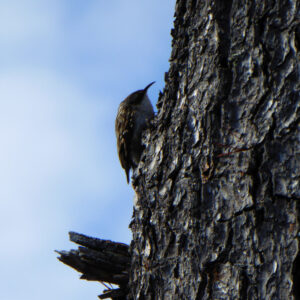 small brown bird gripping side of tree