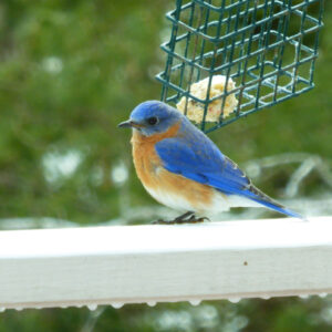 blue and orange bird sits on white railing