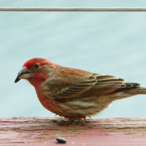 red and brown bird with sunflower seed in its mouth