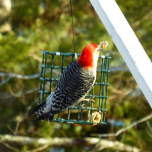 red headed bird clings to suet feeder