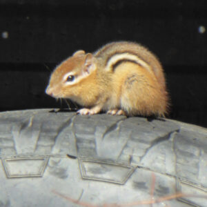 small brown chipmunk on tire
