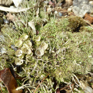 close-up of tufty green lichen