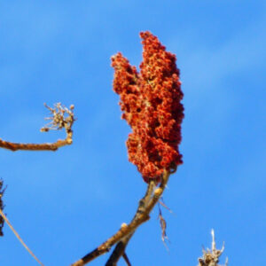 red sumac tuft looks like lobster claw sticking into air