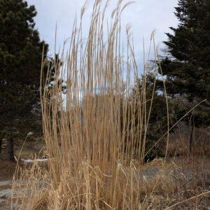 tall yellow grass along road
