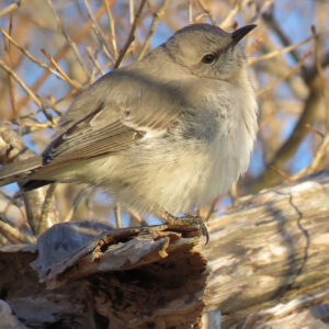 gray bird puffed up on tree brach