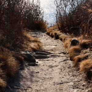sunlit path among the brush