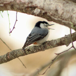 gray and white bird yawns on tree branch