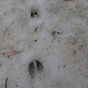 deer hoof prints in snow