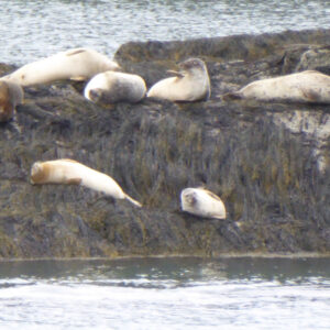 Seals lay on rocks in gray light