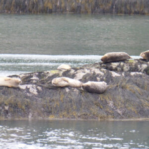 Seals lay on rocks in gray light