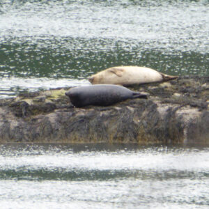 Seals lay on rocks in gray light