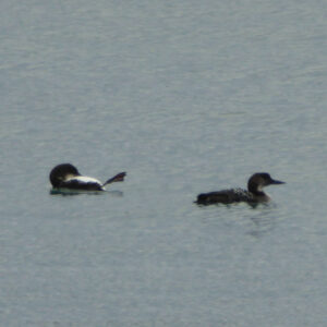 two loons swim in water