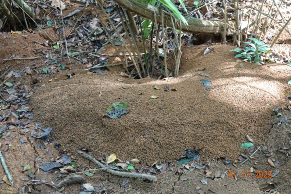 swarm of brown ants on ground
