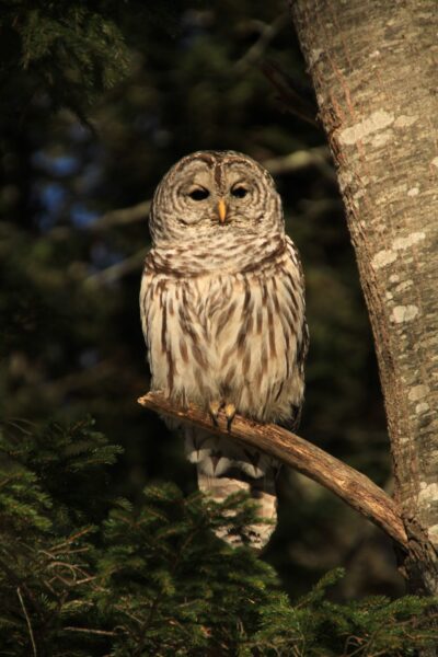 brown and white bird sits on tree branch