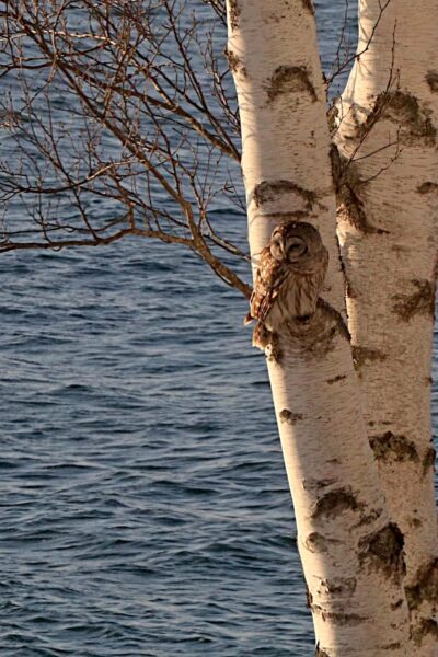 brown bird sits in birch tree at edge of water