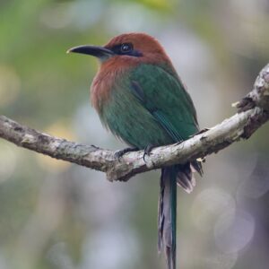 brown and green bird perched on branch