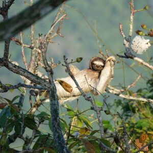 sloth hangs horizontally in tree