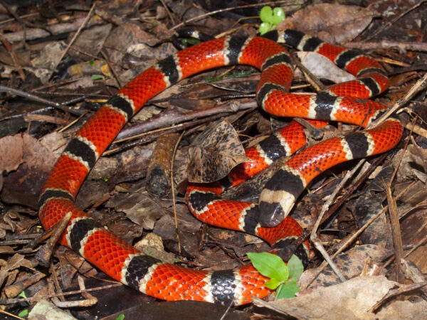 black and red snake curled up on the ground