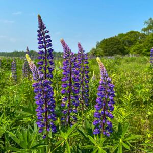 Lupine at Mitchell Field