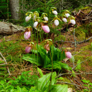 Lady Slippers