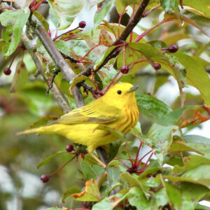 Yellow warbler in a tree
