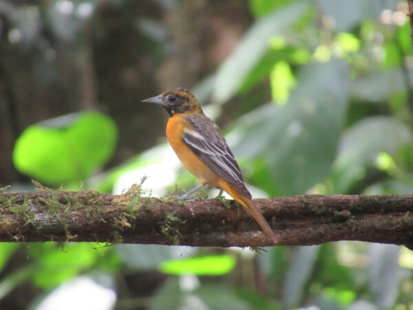 black and orange bird sits on branch