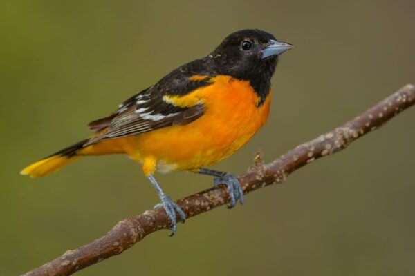 black and orange bird on branch