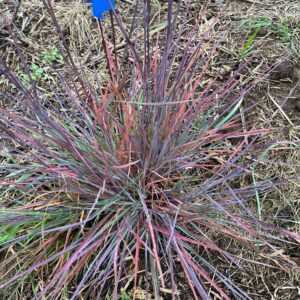 colorful grass with blue pin flag sticking up from it