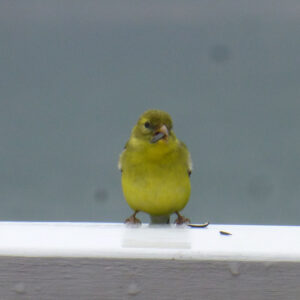 Goldfinch on deck