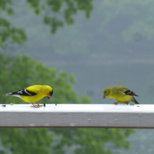 Two goldfinches