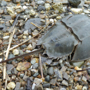 Horseshoe crab at the beach