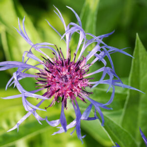 Blue flower