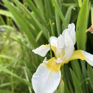 Photo of Iris