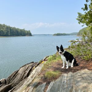 Dog sitting by the water