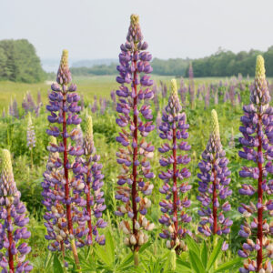 Lupines in bloom