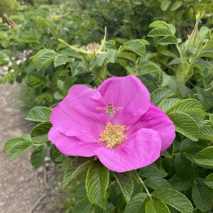 Pink Flower