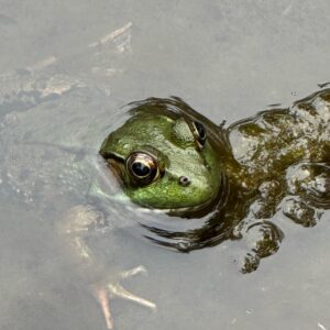 Frog in the water