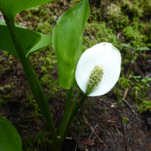 Flower at Long Reach