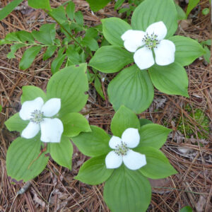 Bunchberries at Long Reach