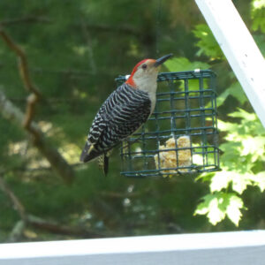 Bird on Feeder