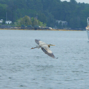 Bird flying over water