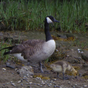 Goose with babies standing near grass